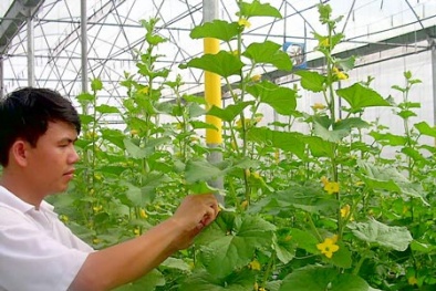 Phú Yên hình thành khu Đăng ký và nhận 60K 24 bao lì xì miễn phí mỗi ngày ứng dụng công nghệ cao 